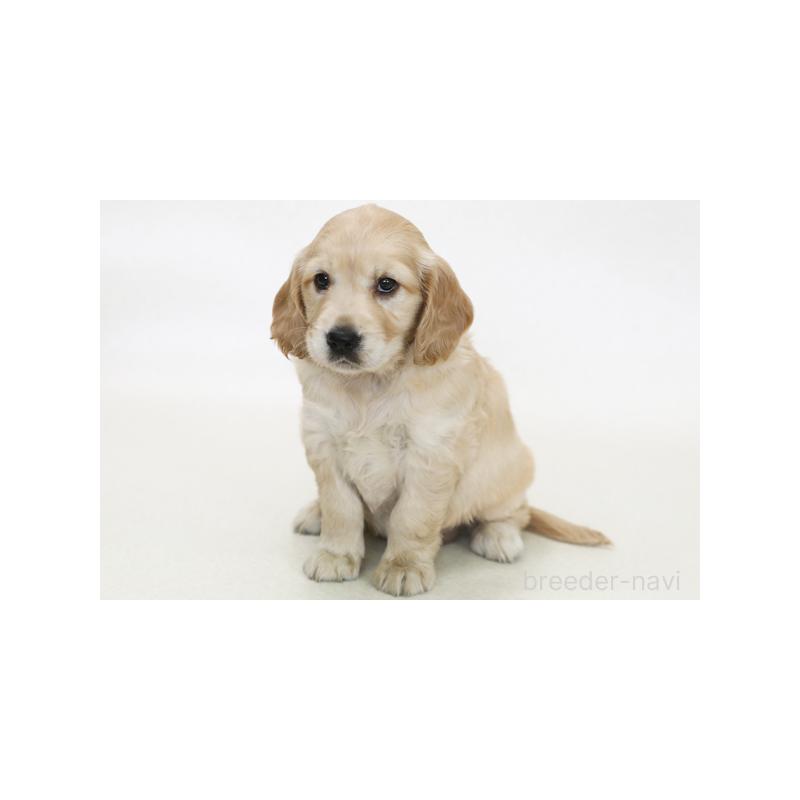 販売中の神奈川県のミックス犬-396407